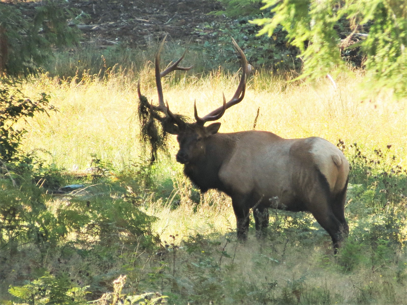 Elk